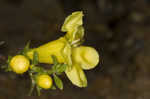 Smooth yellow false foxglove